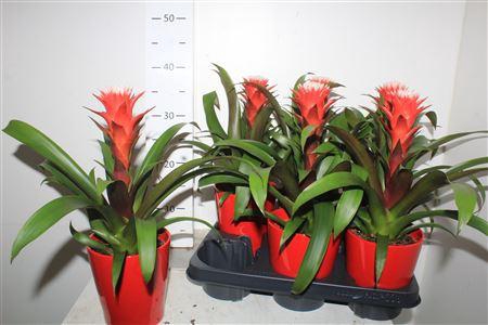 <h4>Guzm Hope In Rood Keramiek Pot</h4>