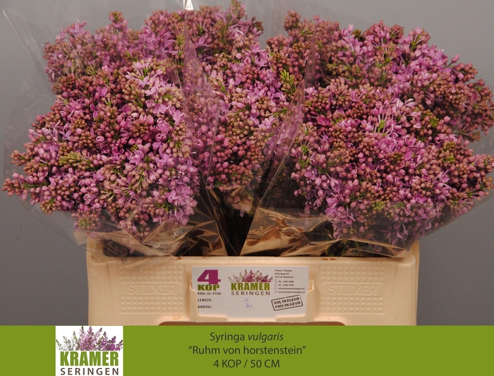 <h4>SYR V R V HORSTENST</h4>