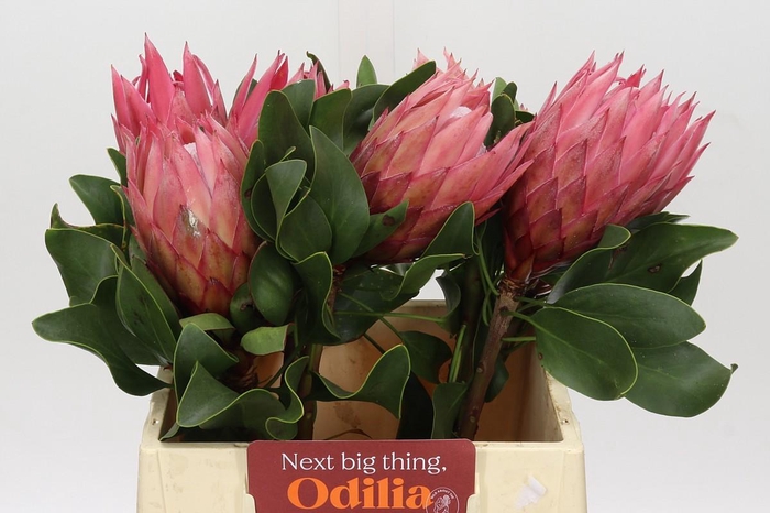<h4>Protea Cynaroides Madiba</h4>