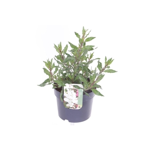 Gaura lind. Geyser White