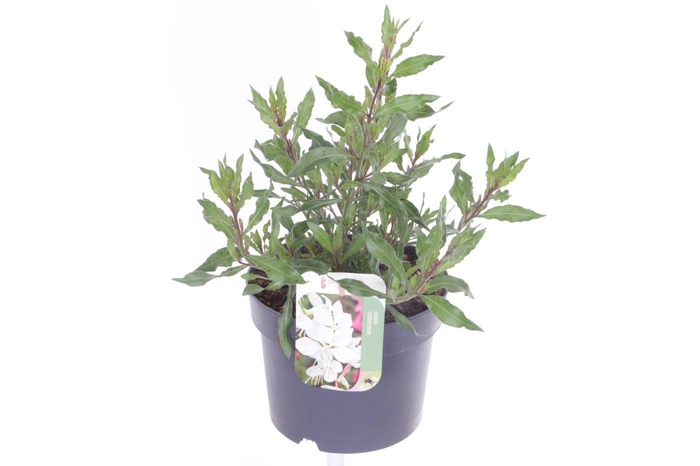 <h4>Gaura lind. Geyser White</h4>