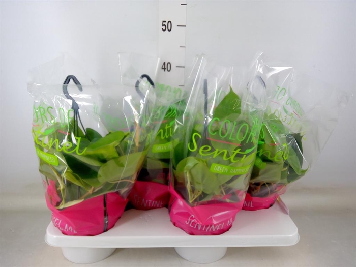 <h4>Philodendron scand.</h4>