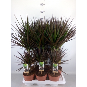 Dracaena marg. 'Magenta'