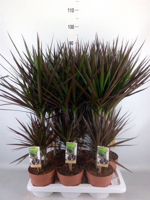 <h4>Dracaena marg. 'Magenta'</h4>