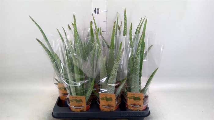 <h4>Aloe vera</h4>
