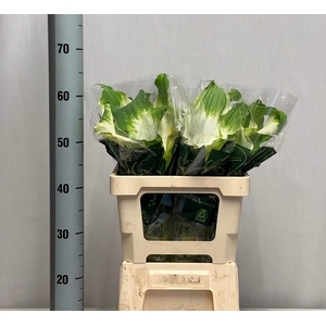 ZANT AE GREEN GODDES