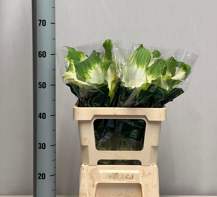 <h4>ZANT AE GREEN GODDES</h4>