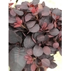 COTINUS ROT