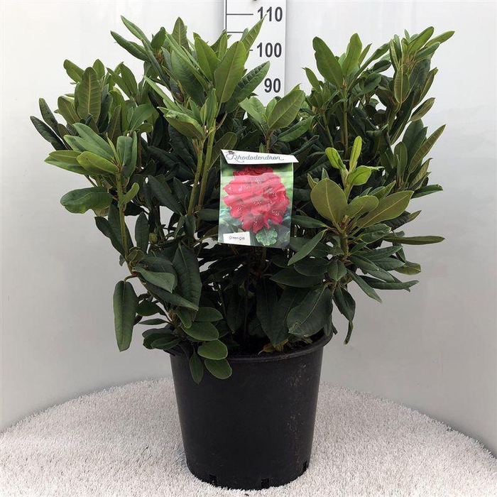 <h4>Rhodo. 'Leo' red</h4>