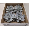 Echeveria Lilacina X4