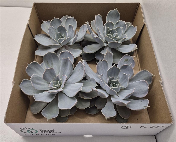 <h4>Echeveria Lilacina X4</h4>