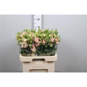 Eus G Alissa L Apricot