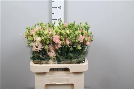 <h4>Eus G Alissa L Apricot</h4>