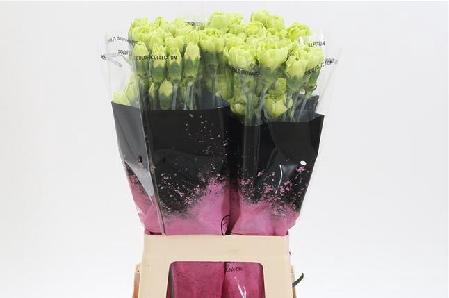 <h4>DI ST CELTIC GREEN</h4>