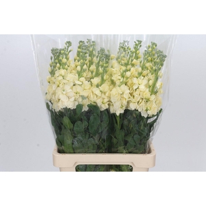 Matthiola Iron Yellow