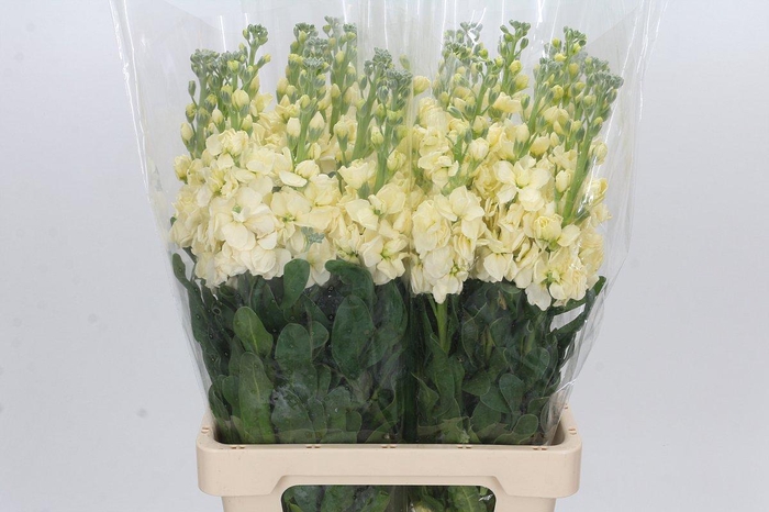 <h4>Matthiola Iron Yellow</h4>