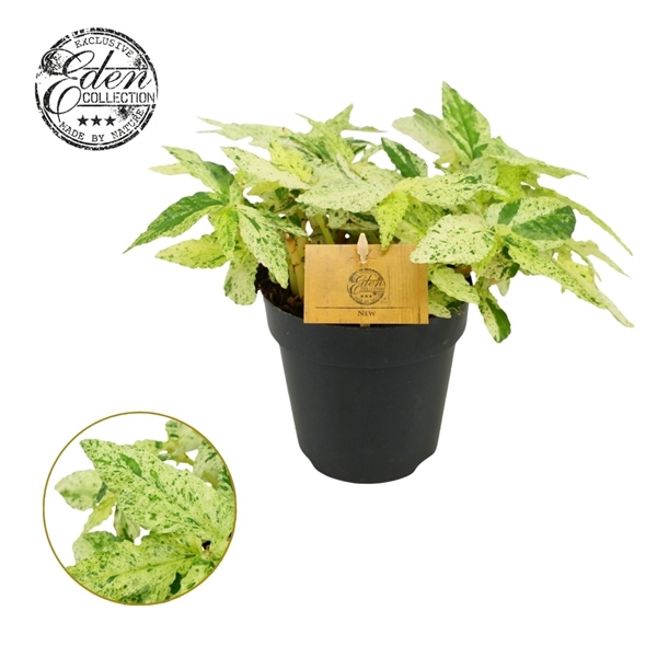 <h4>Pellionia repens Variegata 12cm</h4>