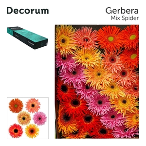 GERBERA GBS   ...SPIDER MIX GE GS M