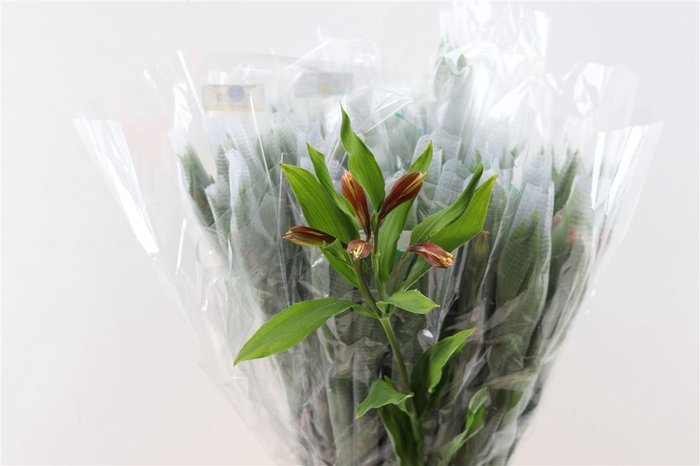 <h4>Alstroemeria Orange Queen</h4>