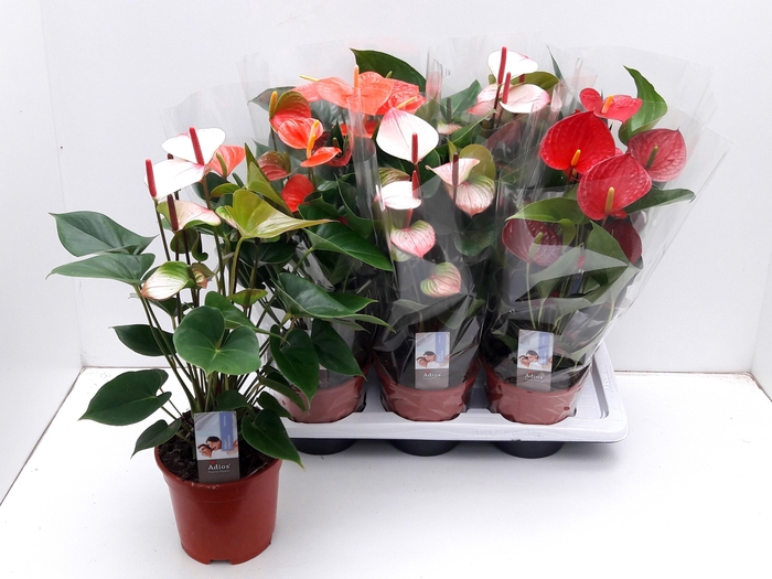 <h4>ANTHU AN GEM 3 KL</h4>