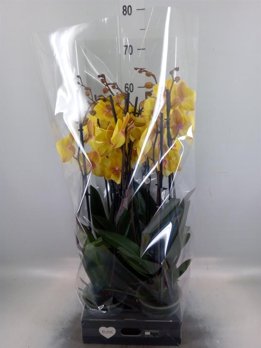 <h4>Phalaenopsis  'Manta Palau'</h4>