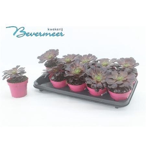 Aeonium Ab Velours