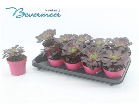 <h4>Aeonium Ab Velours</h4>
