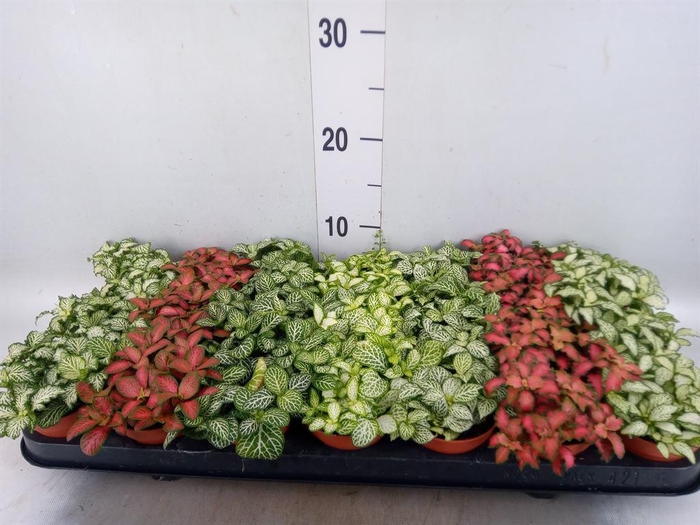 <h4>Fittonia ...mix 7</h4>