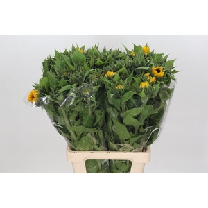 Helianthus Vincent Choice x40 (min  8x40)