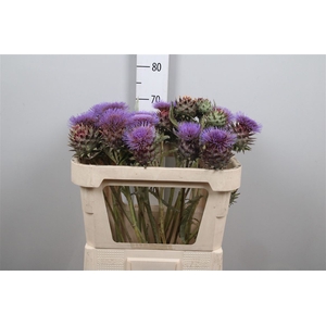 Cynara Cardunculus