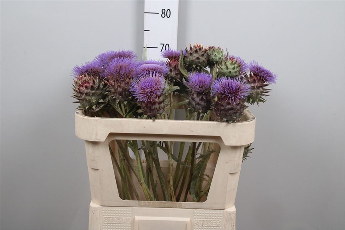 <h4>Cynara Cardunculus</h4>