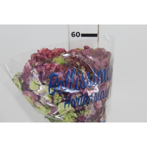 HORTENSIA FORCE CLASSICA 050 CM