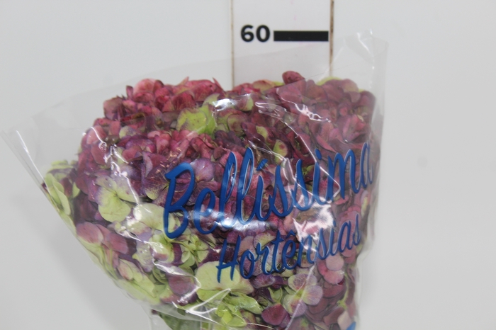 <h4>HORTENSIA FORCE CLASSICA 050 CM</h4>
