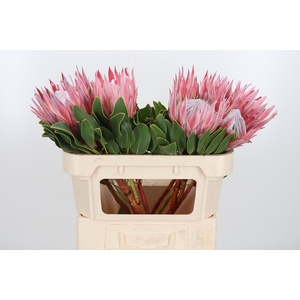 Protea Cynaroides
