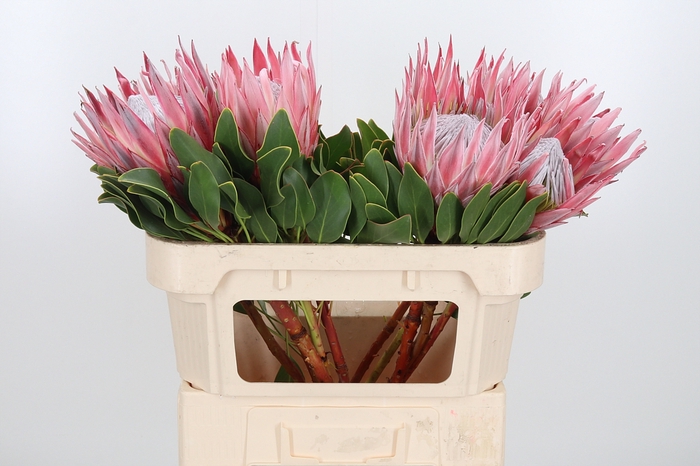 <h4>Protea Cynaroides</h4>