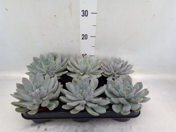 <h4>Echeveria  'Linda'</h4>