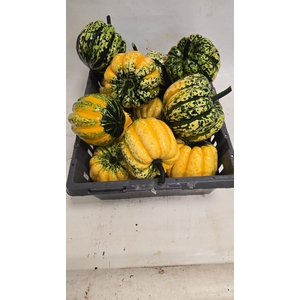 CUCURBITA