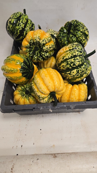 <h4>CUCURBITA</h4>