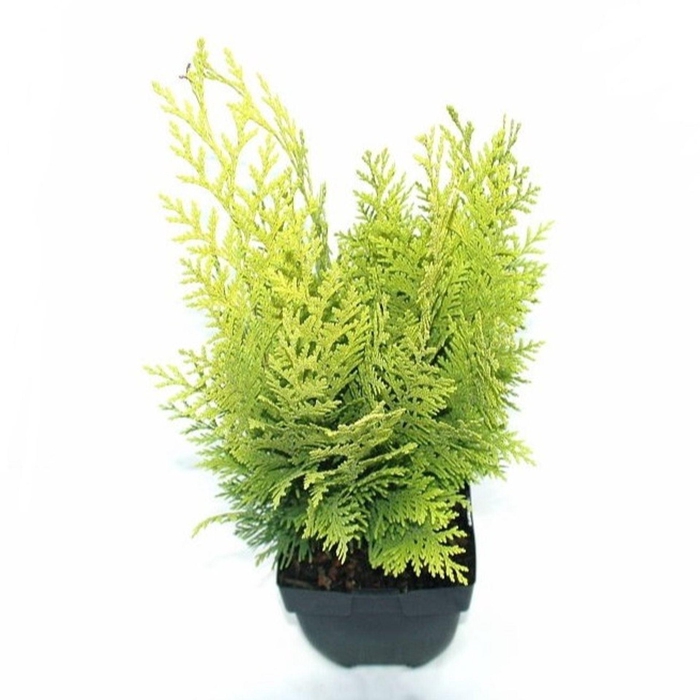 <h4>Chamaecyparis Stardust</h4>