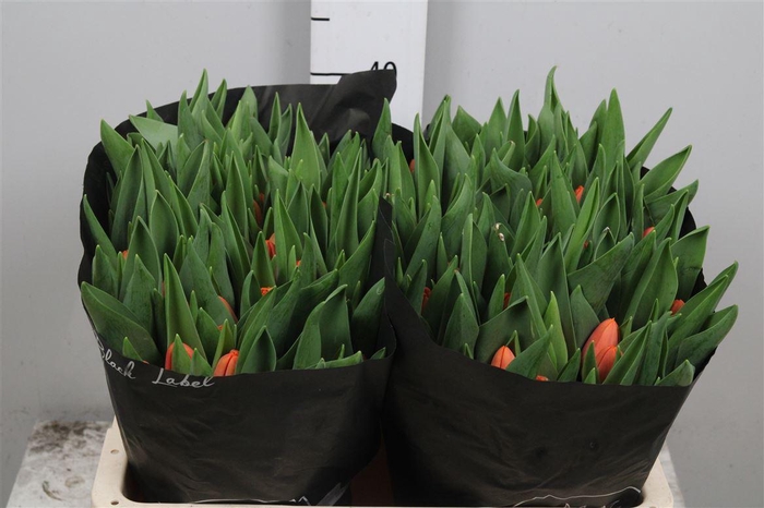 <h4>Tu En Time Out</h4>