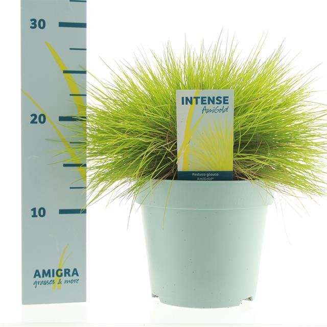 Festuca glauca Amigold 17Ø 30cm