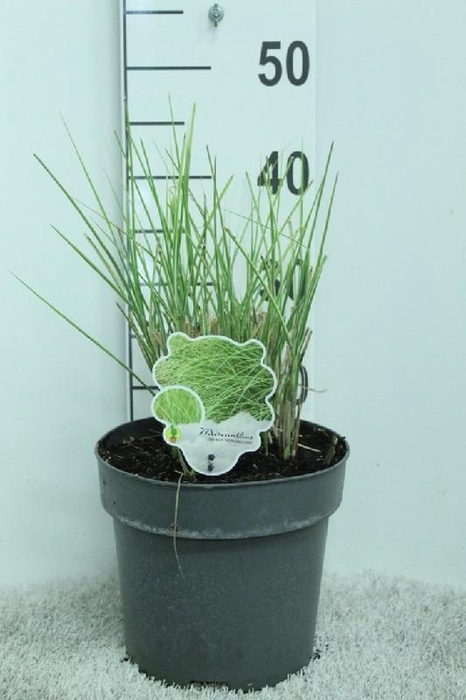 <h4>Miscanthus Sinensis Morning Light</h4>
