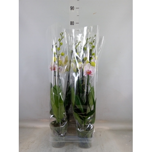 Phalaenopsis  'Bohemian Goya'