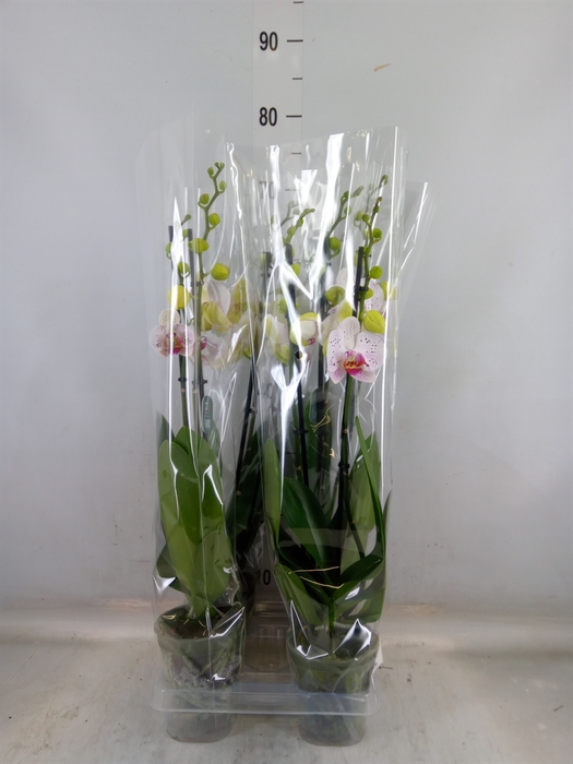 <h4>Phalaenopsis  'Bohemian Goya'</h4>