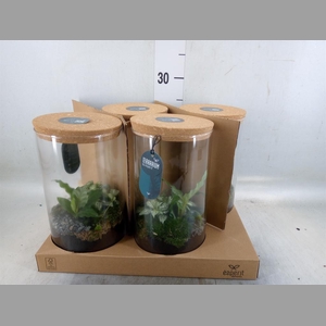 Arr.    Planten  H%