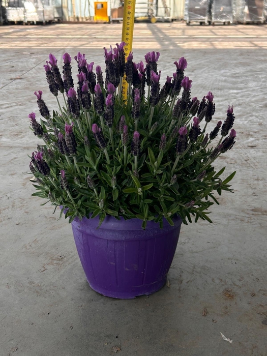 <h4>LAVAN STOECHAS</h4>