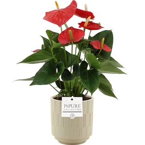 Anthurium 12 cm Esudo in Pure Tess ceramics