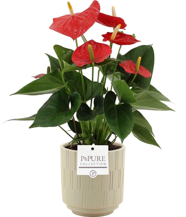 <h4>Anthurium 12 cm Esudo in Pure Tess ceramics</h4>