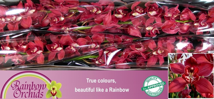 <h4>CYMB T FERR-ARI</h4>