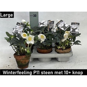 Hell Ni Winter Fleur 10+ In Terracotta Pot